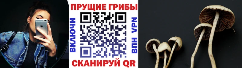 Псилоцибиновые грибы прущие грибы  Купить  Сухиничи 